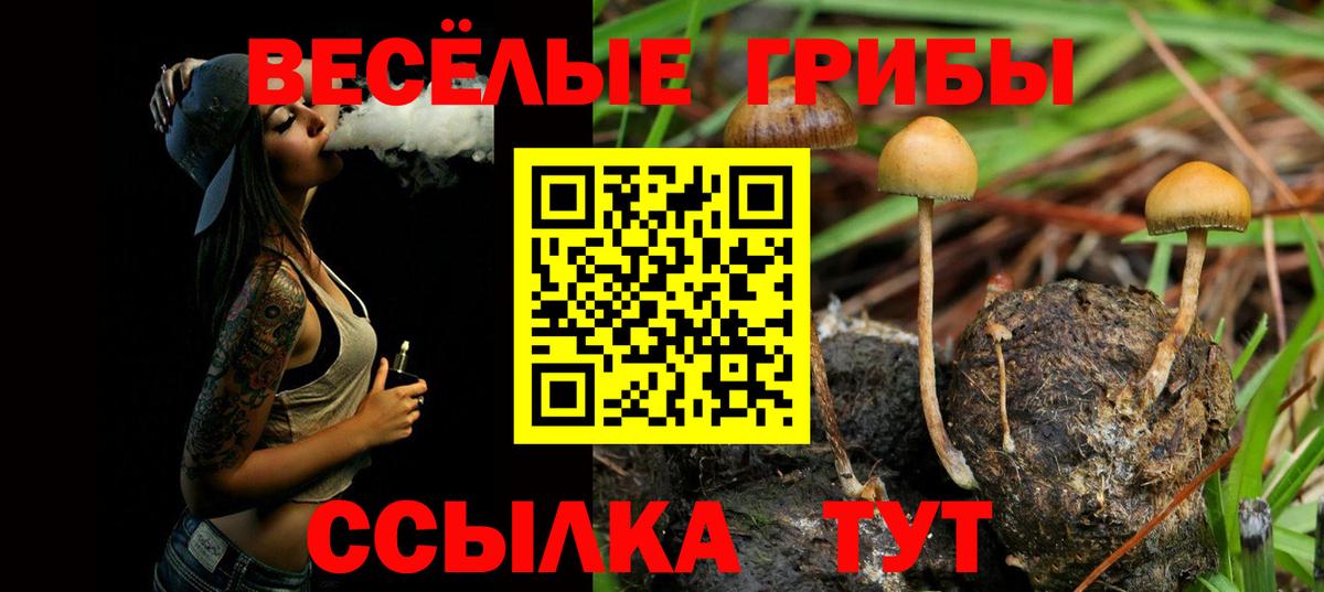 Ртищево  Псилоцибиновые грибы GOLDEN TEACHER  Вход с VPN 